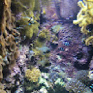 Meet your Posher, Firstdecanpisces